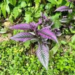 Strobilanthes auriculata Foglia