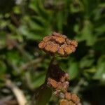 Bupleurum ranunculoides 花