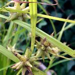 Carex grayi Fruit