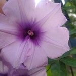 Ipomoea cairica പുഷ്പം