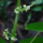 Parietaria debilis Virág