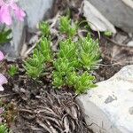 Silene acaulis Leaf