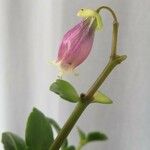 Kalanchoe miniata Flower