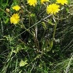 Crepis nicaeensis Flower