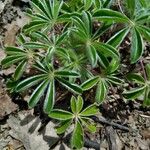 Lupinus micranthus Leaf