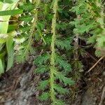 Pedicularis cenisia Leaf