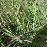 Panicum coloratum Leaf