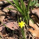 Hypoxis hirsutaBloem