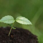 Celtis prantlii Hoja