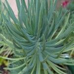Dudleya edulis Hoja