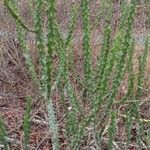 Euphorbia neriifolia Hábito