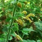 Salvia glutinosa Квітка