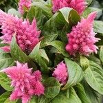 Celosia argentea Tabia