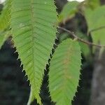 Carpinus japonica ഇല