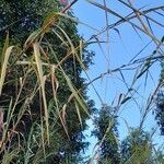 Phragmites mauritianus Leaf