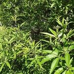 Vitex agnus-castus Habitat