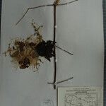 Clematis buchananiana Otro
