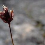 Juncus triglumis Blomst