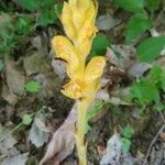 Orobanche flava Flower