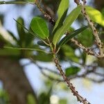 Myrsine lecardii 整株植物