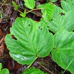 Cyphostemma wittei Leaf