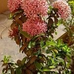 Ixora chinensisFloare