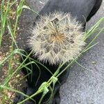 Tragopogon pratensis Fruto