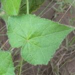 Pavonia cancellata Blad