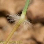 Stipagrostis ciliata Mosusu