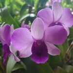 Dendrobium bigibbum Flower