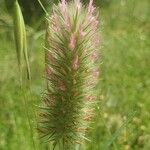 Trifolium angustifolium Fula