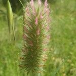 Trifolium angustifolium Квітка