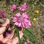 Palafoxia hookeriana Flor