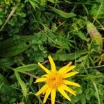 Arnica montana Flower