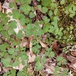 Thalictrum dioicum Hoja