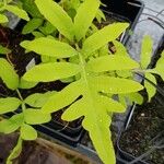 Onoclea sensibilis Leaf