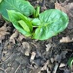 Arum maculatum Habitat