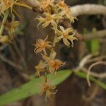 Tridactyle lisowskii Flor