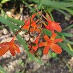 Hesperantha coccinea Flor