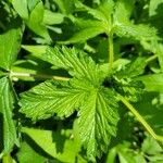 Potentilla norvegica পাতা