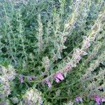 Teucrium × lucidrys autre