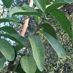Ximenia caffra Ravina