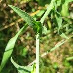 Cichorium endiviaLapas