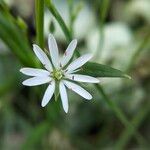 Stellaria gramineaЦветок