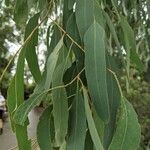 Eucalyptus sideroxylon Lehti