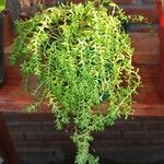 Sedum diffusum Rusk