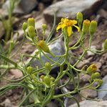 Senecio spartioides Цветок