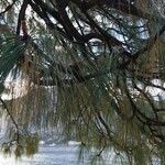 Pinus devoniana Hoja
