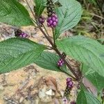 Lantana trifolia Fruit