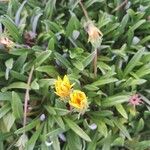 Gazania linearis Лист